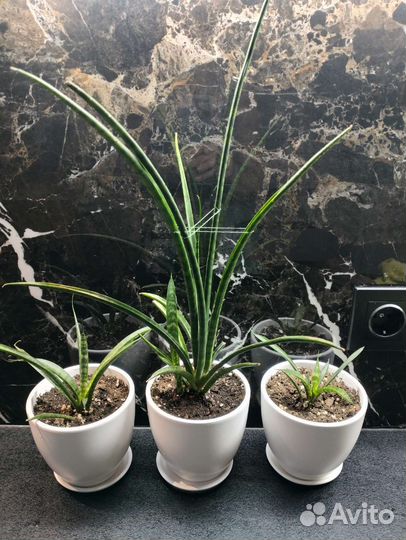 Сансевиерия Фернвуд Панк