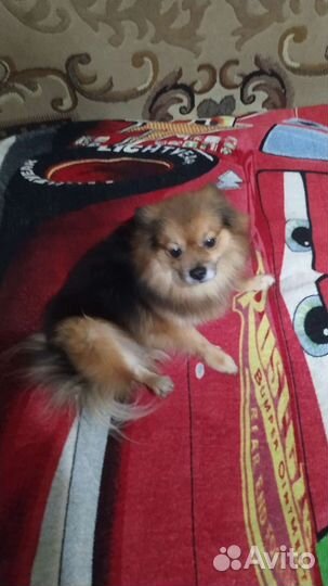 Японский и немецкий шпиц