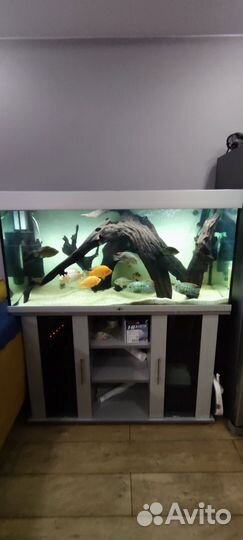 Аквариум Биодизайн Атолл 400