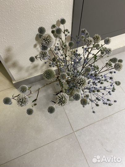 Чертополох, сухоцветы, синеголовник