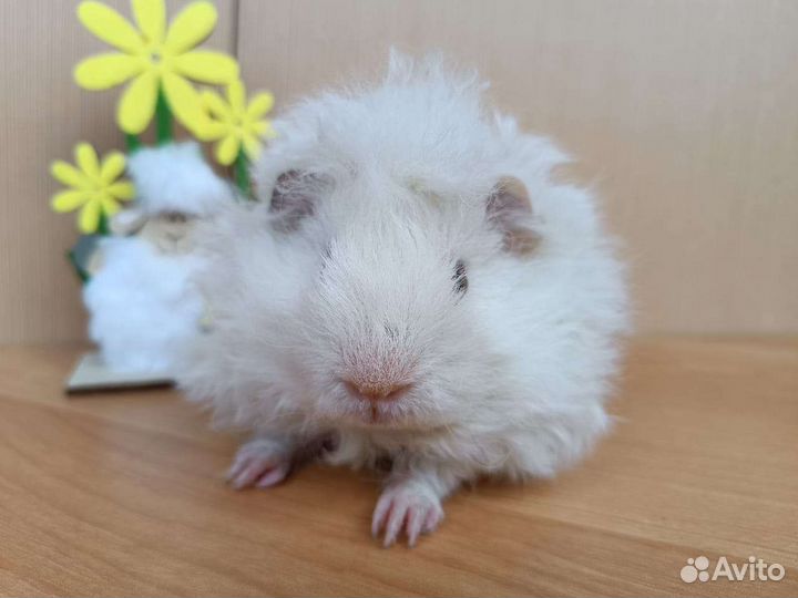 Морская свинка мальчики