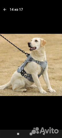 Жилетка для собак