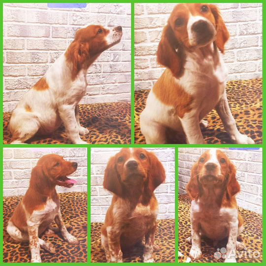 Щенки бретонский эпаньоль