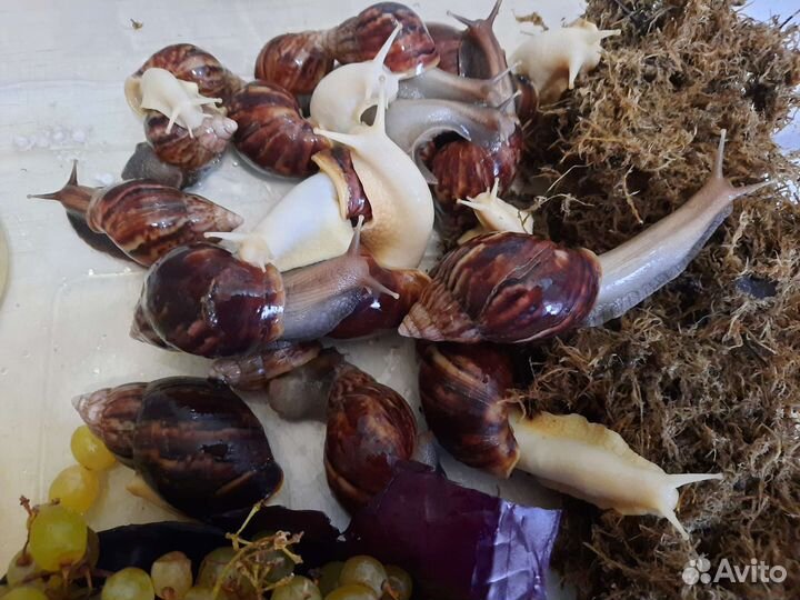 Животные Улитка Ахатина