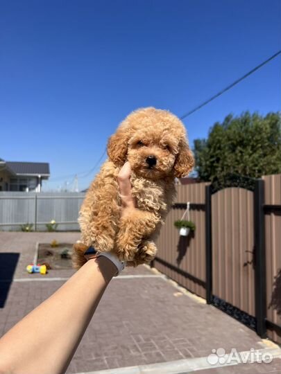 Девочка той пудель