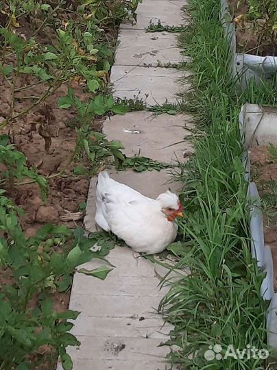 Молодые петухи 2 месяца