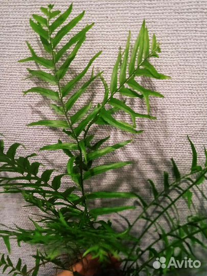 Нефролепис Princess