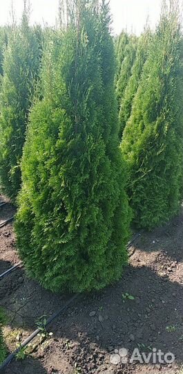 Туя экстра Смарагд