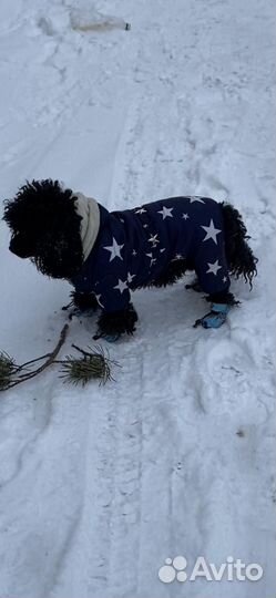 Одежда и обувь для собак