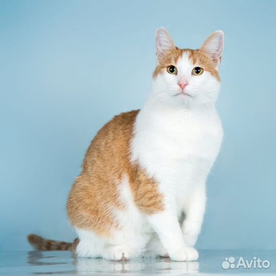 Кошка Ирма в дар, в добрые руки