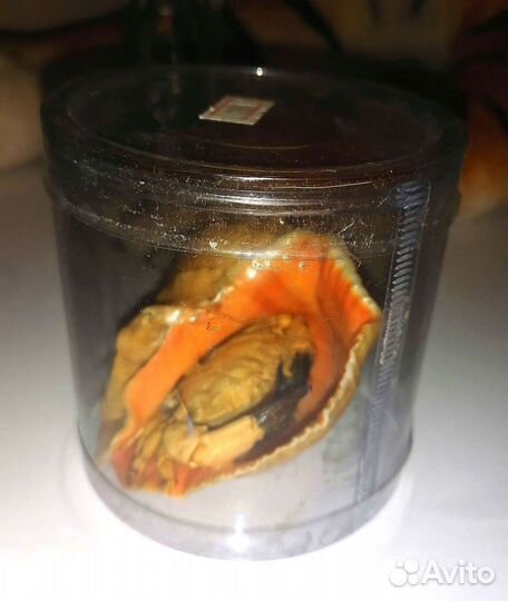 Ракушка с крабом для аквариума или сувенира