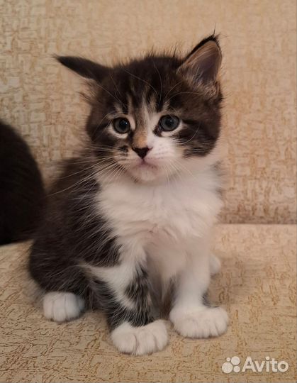 Продам котят