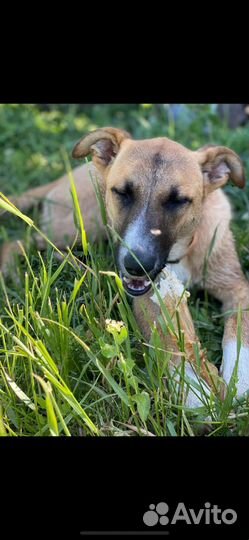 Собаки в добрые и любящие руки