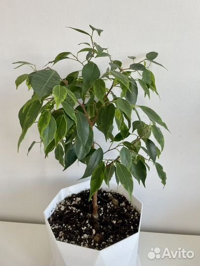 Фикус бенджамина наташа
