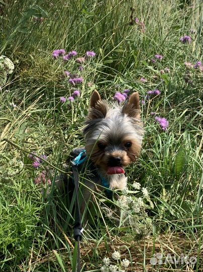 Мини йорк вязка