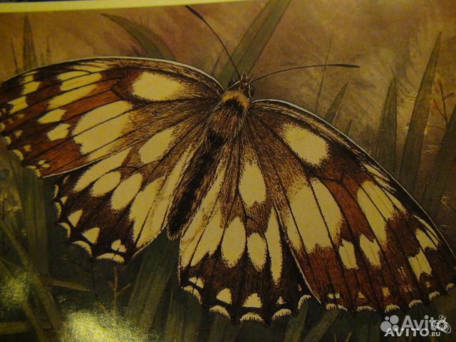 Открытки СССР Цветы, природа и пр