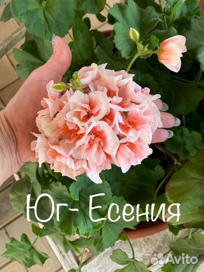 Пеларгония герань