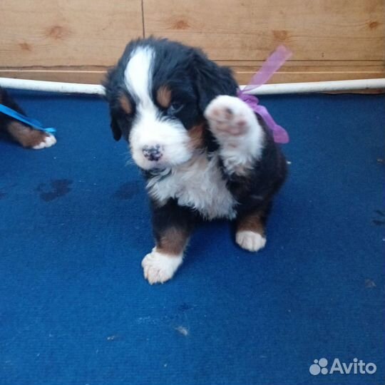 Очень шустренькая девочка Бернский зенненхунд