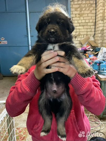 Собака в добрые руки отдам бесплатно щенки