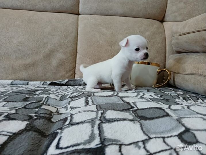 Щенки чихуахуа мини гладкошерстные