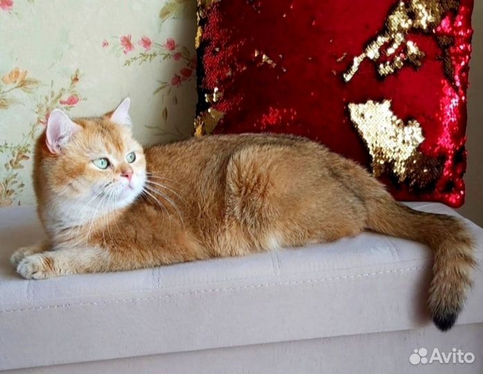 Золотые шиншиллы кошки