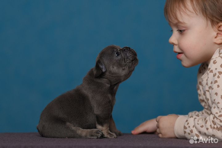 Французский бульдог, бусинки под елочку