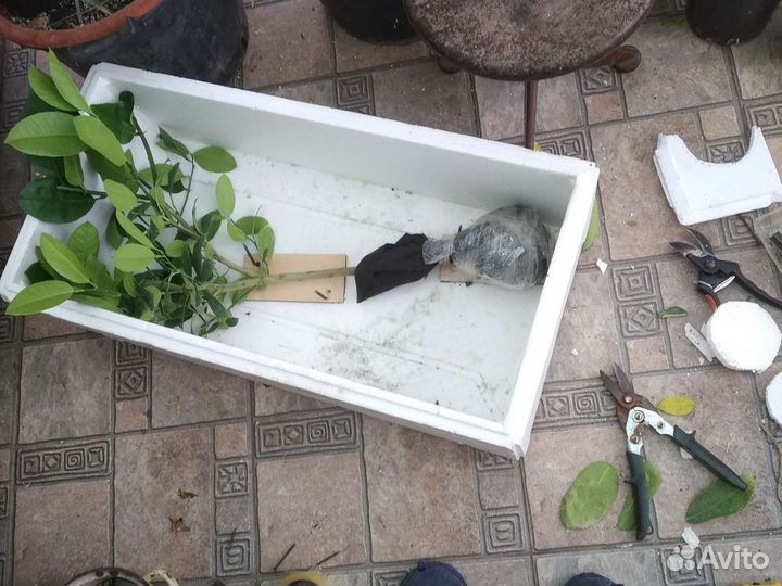 Лимон для дома и для неопытных в Ярославле