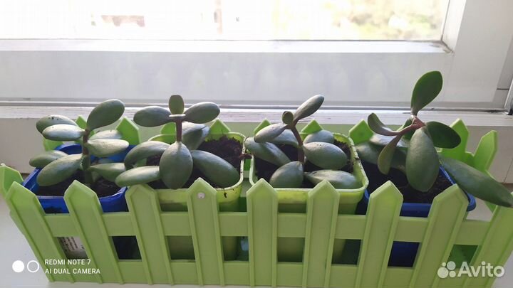 Денежное дерево