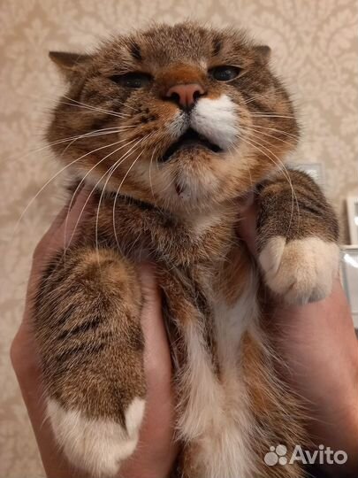 Продам кота