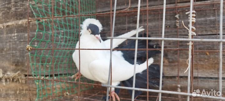 Голуби пермяки, бойные, венгры, чехи, гамбуржские