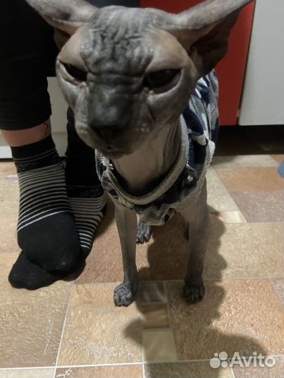 Канадский сфинкс