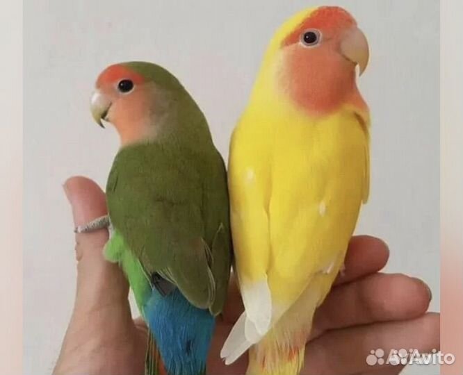 Попугай неразлучники с клеткой