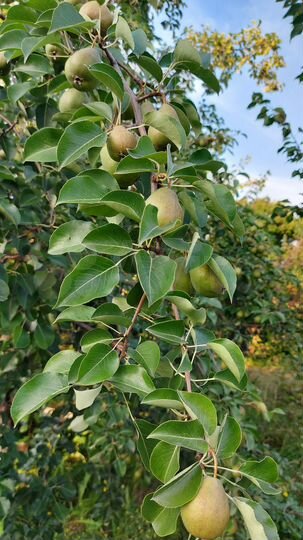 Дом 30 м² на участке 6 сот.