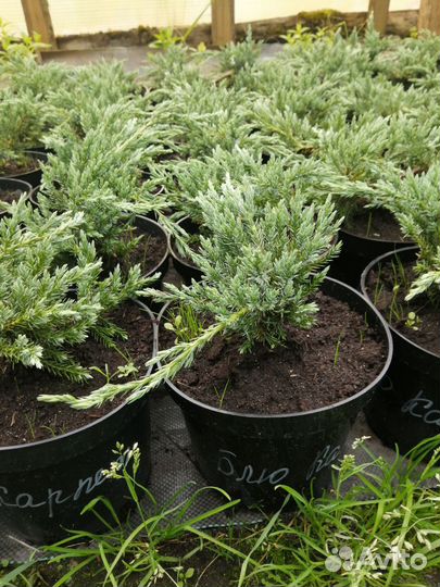 Можжевельник блю карпет