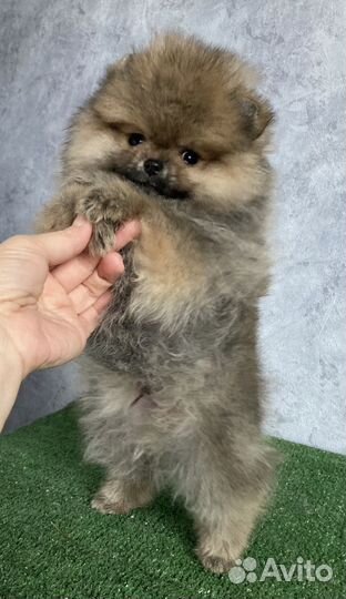 Шпиц мальчик померанец