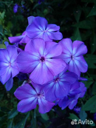 Садовые многолетники-3. Флоксы, ирисы и тд