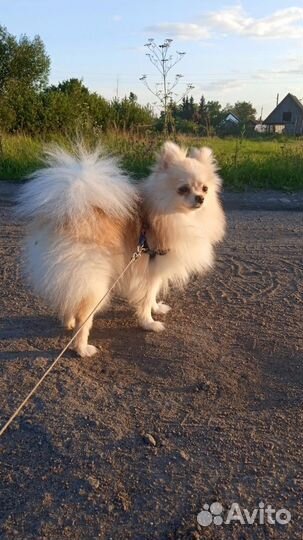 Немецкий шпиц