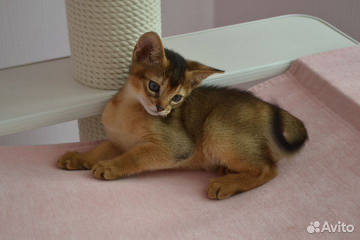 Абиссинская