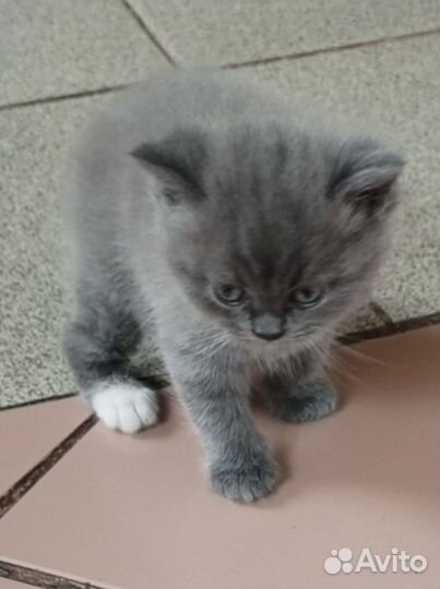 Британские котята