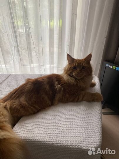 Отдам мейн-кун