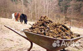 Доставка конского навоза и коровяк перегной