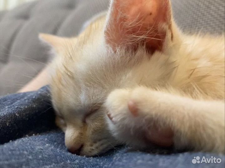 Кошка в дар бесплатно