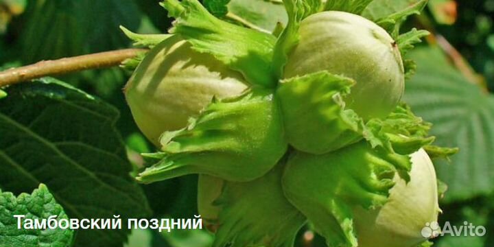 Фундук и грецкий