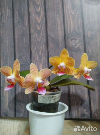 Редкие фаленопсисы Горизонт Дебора Монро и другие