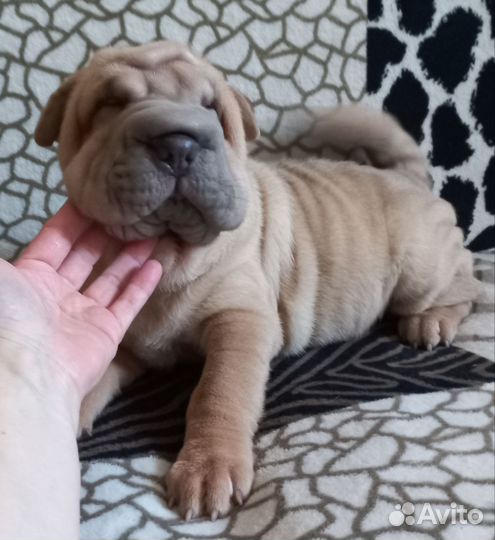 Очаровательная девочка шарпей