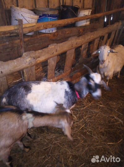 Нубийские дойные козы, козлы, молодняк