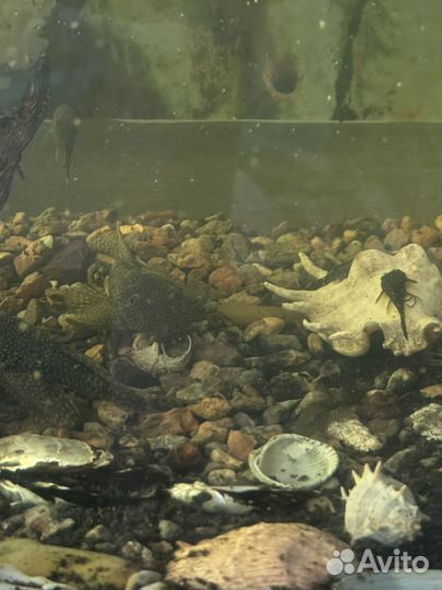 Аквариум с рыбками