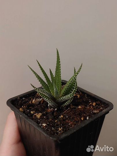 Суккулент Хавортия полосатая (фасциата)