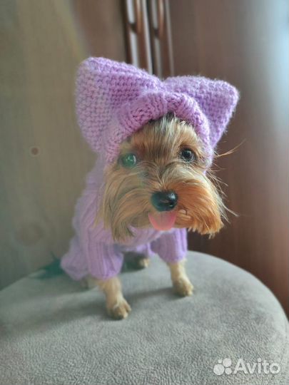 Шапка для собаки / одежда для собак