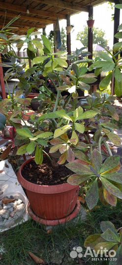 Синадениум Гранат